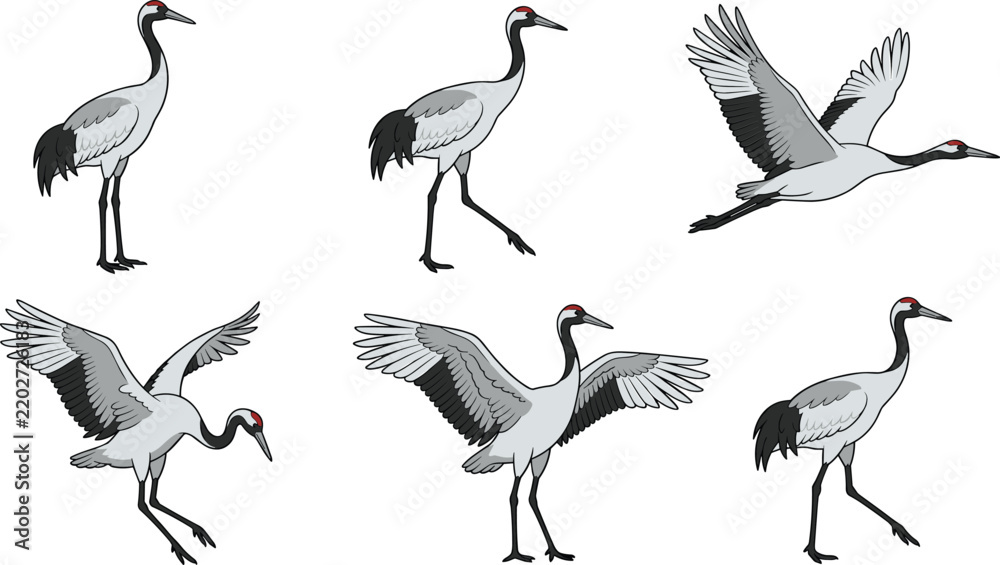 Fototapeta premium Red crowned crane elegant poses and flying motions for oriental wildlife art and education