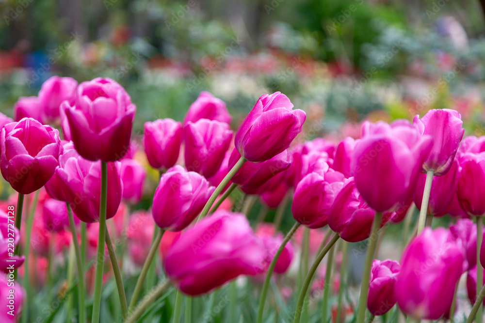 Fototapeta premium pink tulips in the garden