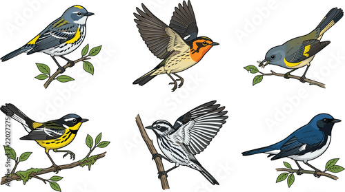 Quadro su tela Set of colorful warbler birds with various poses for ornithological study or art
