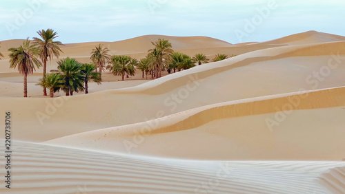 Trip to Remah desert in United Arab Emirates. 
Beautiful eastern travel photo. Landscape with 
sand dunes, palm tree, sky, nature. Summer 
vacation in arab country.
