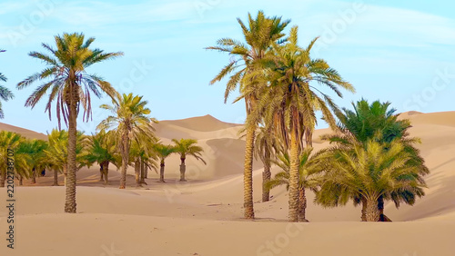 Trip to Remah desert in United Arab Emirates. 
Beautiful eastern travel photo. Landscape with 
sand dunes, palm tree, sky, nature. Summer 
vacation in arab country.