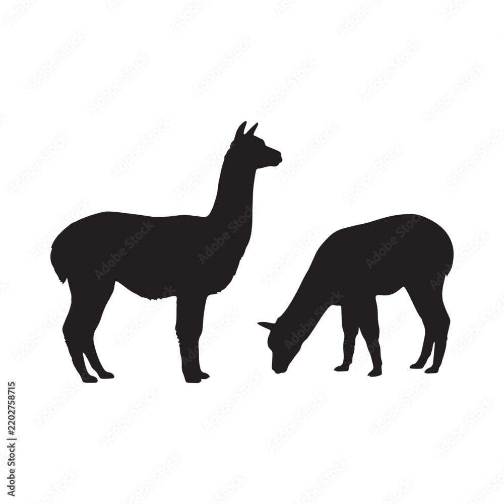 Fototapeta premium Llama silhouettes against a white background depict two camelids grazing