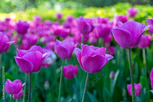 purple tulips in the garden