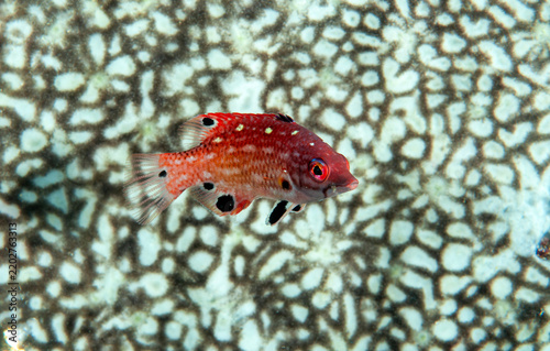Juvenile Diana's hogfish, Bodianus diana, sheltering around a sponge Raja Ampat Indnonesia