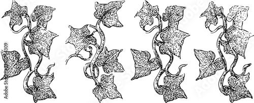 Vintage ivy vine engraving set decorative botanical leaves and climbing plant illustration