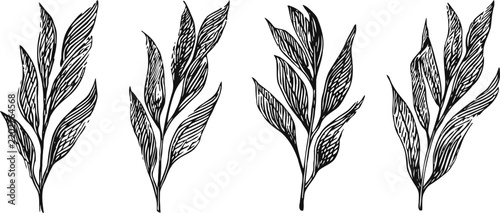 hand drawn botanical leaf branches set vintage ink illustration of natural foliage elements