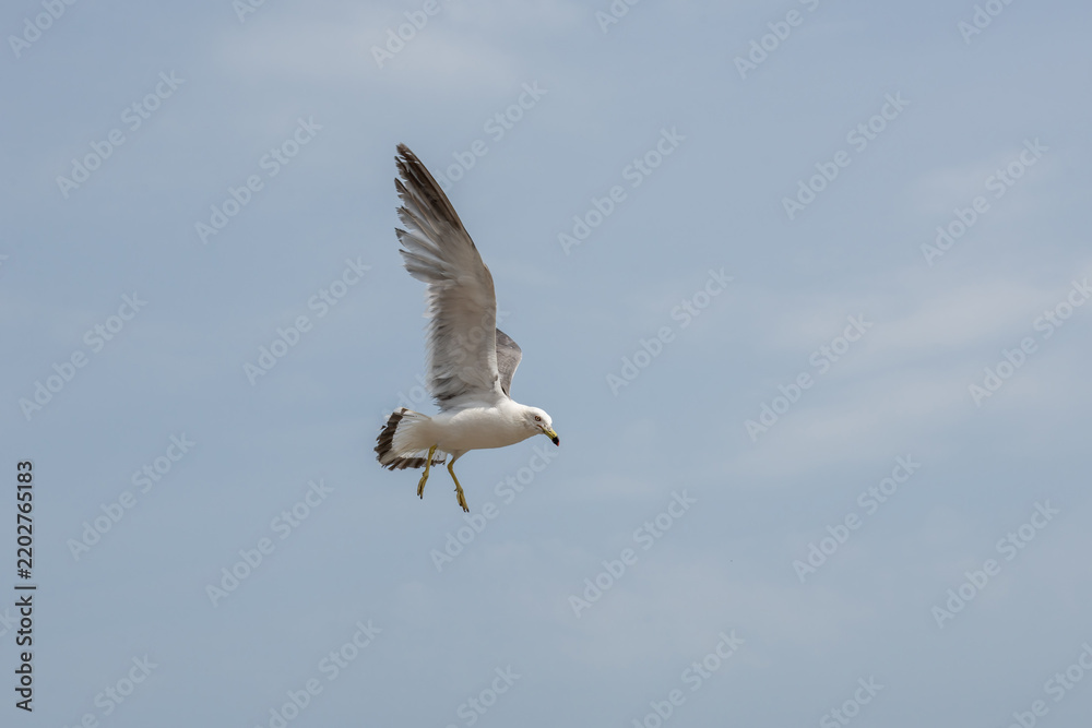 Obraz premium Ring-billed Gull Soaring in Blue Sky