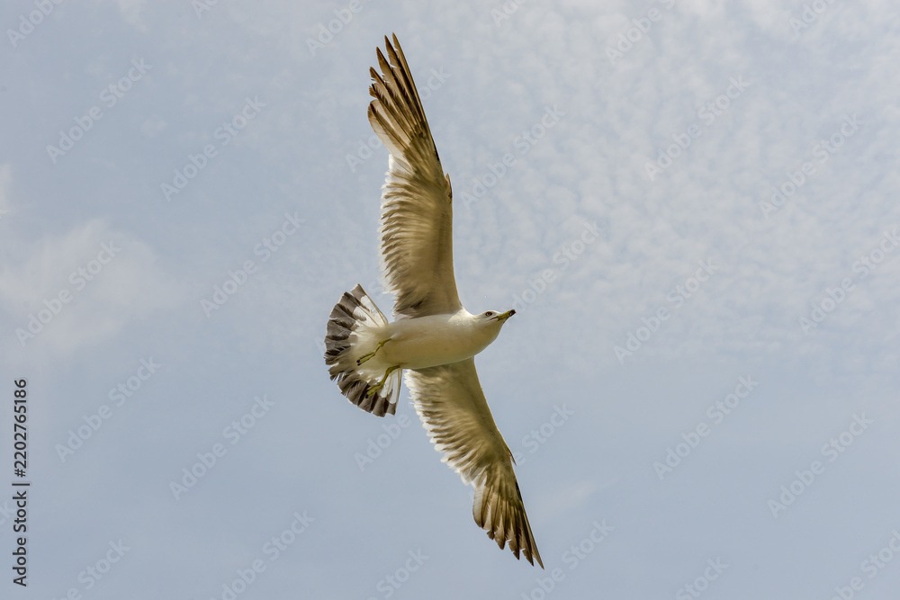 Obraz premium White Gull Soaring Through Blue Sky