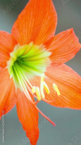 close-up view of amaryllis flower