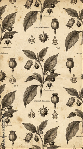 Aged paper pattern displays engraved botanical illustrations of Atropa belladonna plants with leaves, berries and seed capsules. Latin labels and plate markings appear between repeated