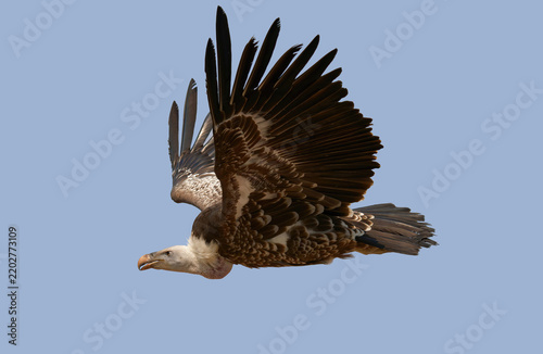 un vautour en vol dans un ciel bleu