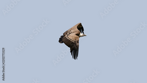 un vautour en vol dans un ciel bleu