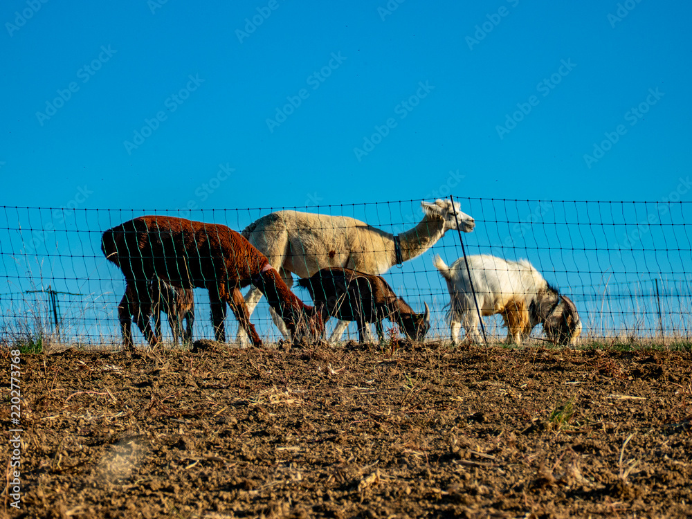 Fototapeta premium Ziegen und Llamas grasen auf einer Weide