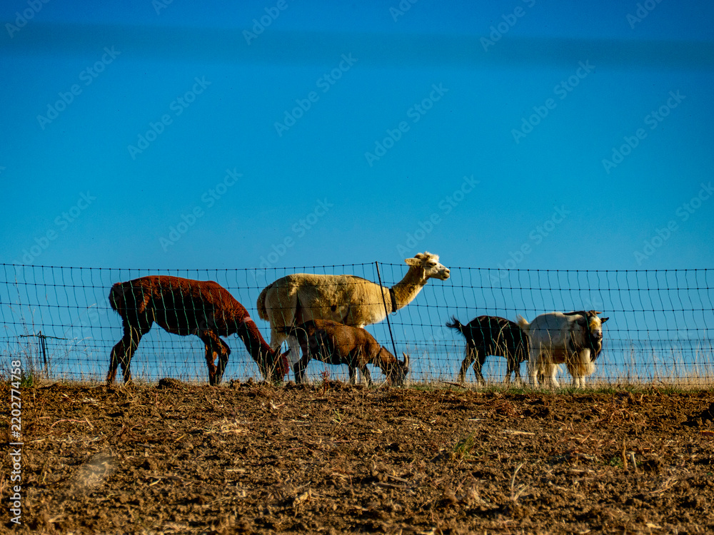 Fototapeta premium Ziegen und Llamas grasen auf einer Weide