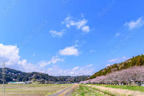 Obraz na płótnie 桜 宮城県南部 高倉川 
