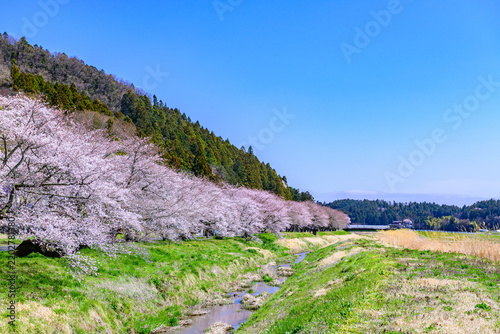Obraz na płótnie 桜 宮城県南部 高倉川 
