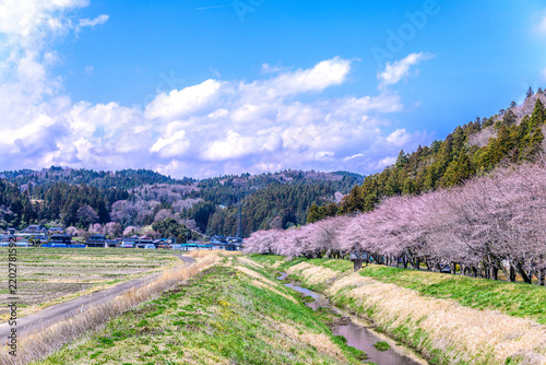 Obraz na płótnie 桜 宮城県南部 高倉川 