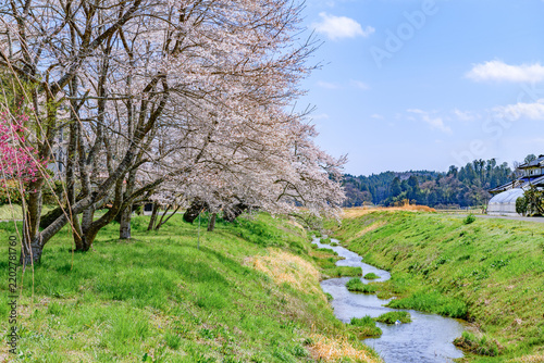 Obraz na płótnie 桜 宮城県南部 高倉川 