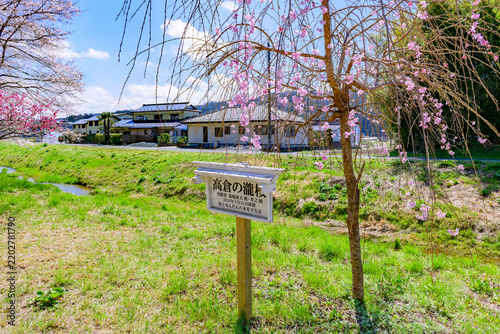 Obraz na płótnie 桜 宮城県南部 高倉川 