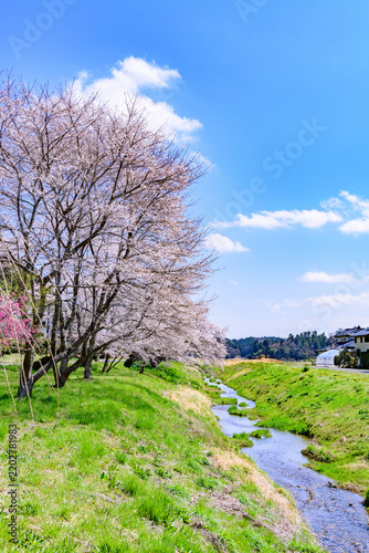 Tapety artystyczne 桜 宮城県南部 高倉川 