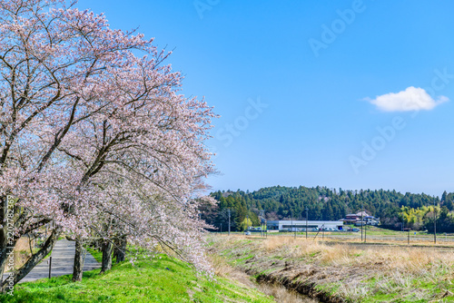 Obraz na płótnie 桜 宮城県南部 高倉川 