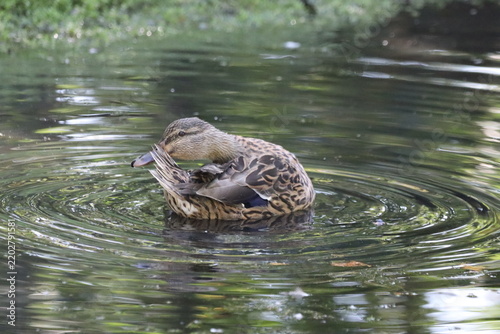 duck swimming in the water
