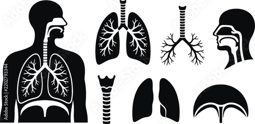 Respiratory System Anatomy and Human Lungs Black Silhouette Set
