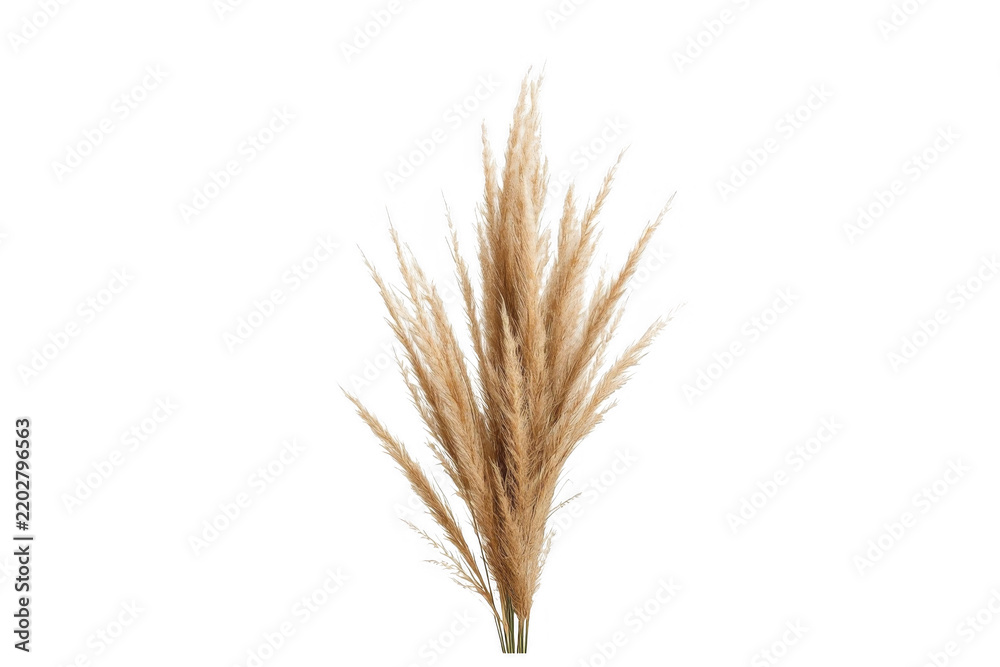 Fototapeta premium Bundle of dried pampas grass stems