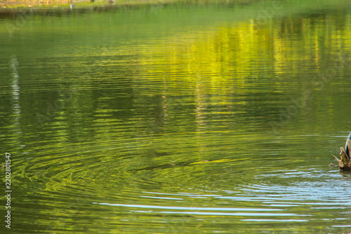 Tranquil pond water with ripples and green tree reflections