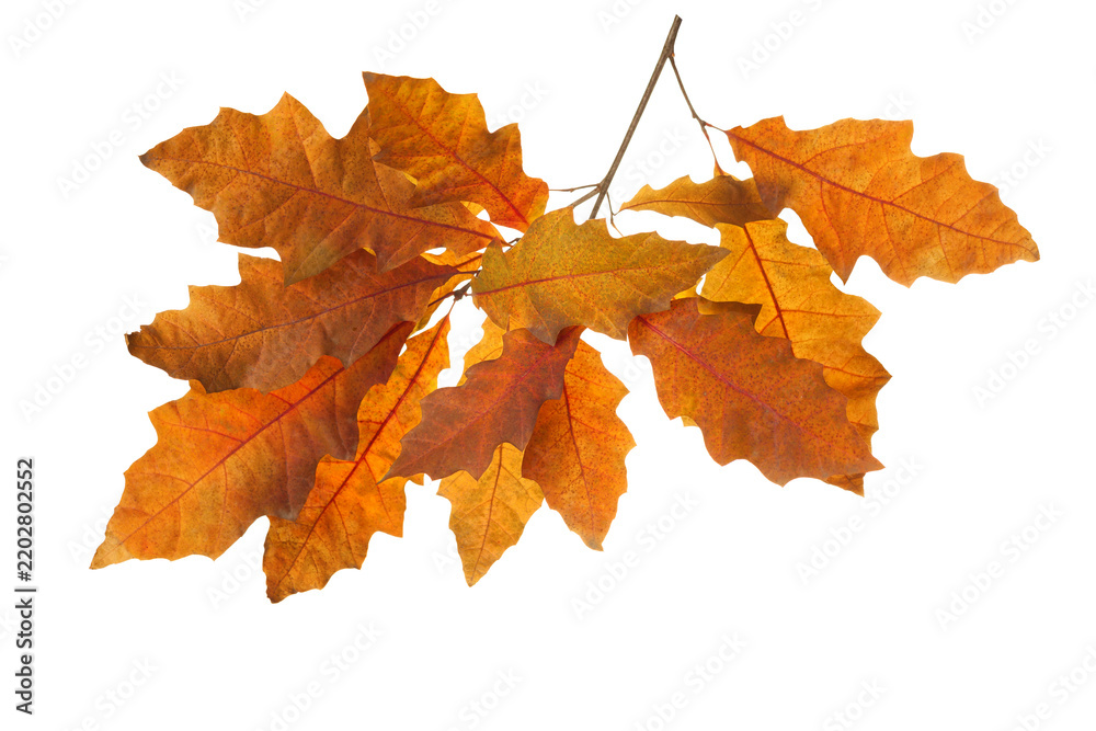 Obraz premium Branch with orange autumn leaves of Northern Red Oak isolated on a white background.