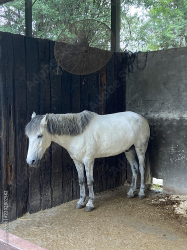 White horse standing in a rustic stable stall