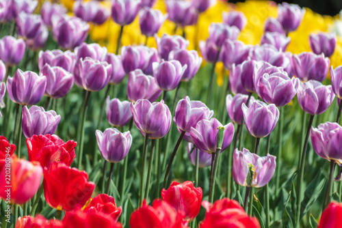 Colorful Tulips Blooming in a Spring Garden