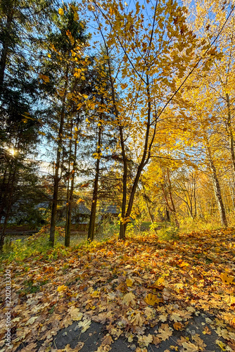 Golden autumn colors light up the countryside among old wooden houses and ancient churches in Ukraine, creating a warm nostalgic atmosphere.
