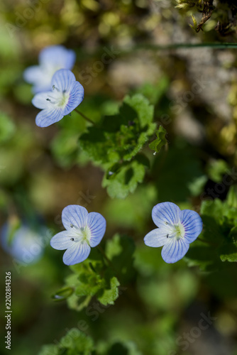 petites fleurs bleue de myosotis sauvage