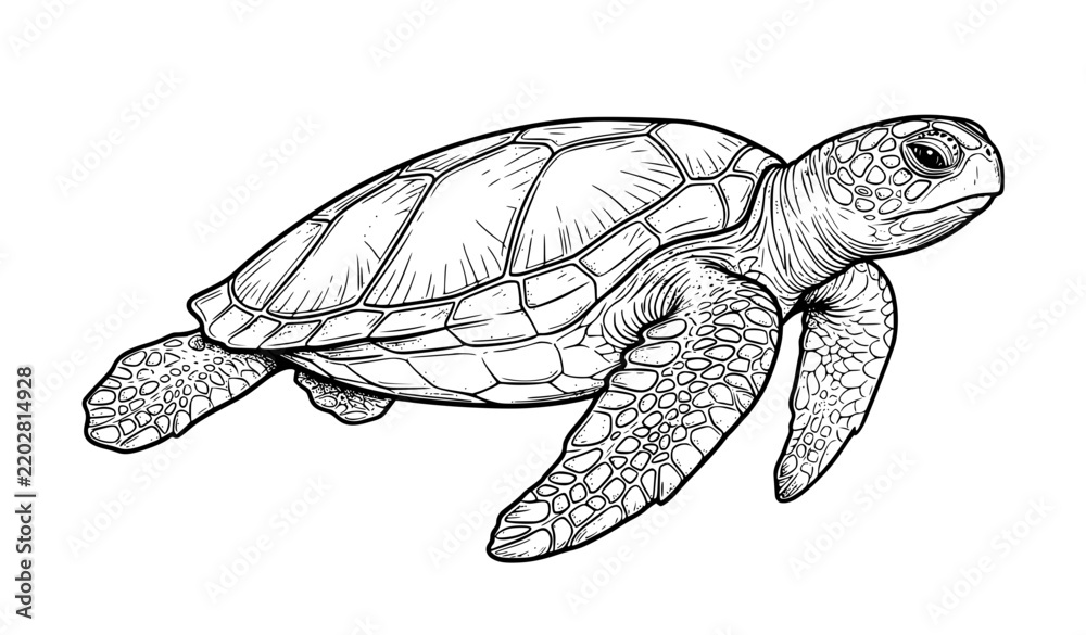 Obraz premium Detailed Sea Turtle Monochrome Wildlife Vector Illustration
