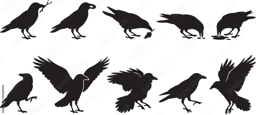 Obraz premium Black raven silhouettes set showing various postures flying, perching, carrying objects, and foraging isolated on white background