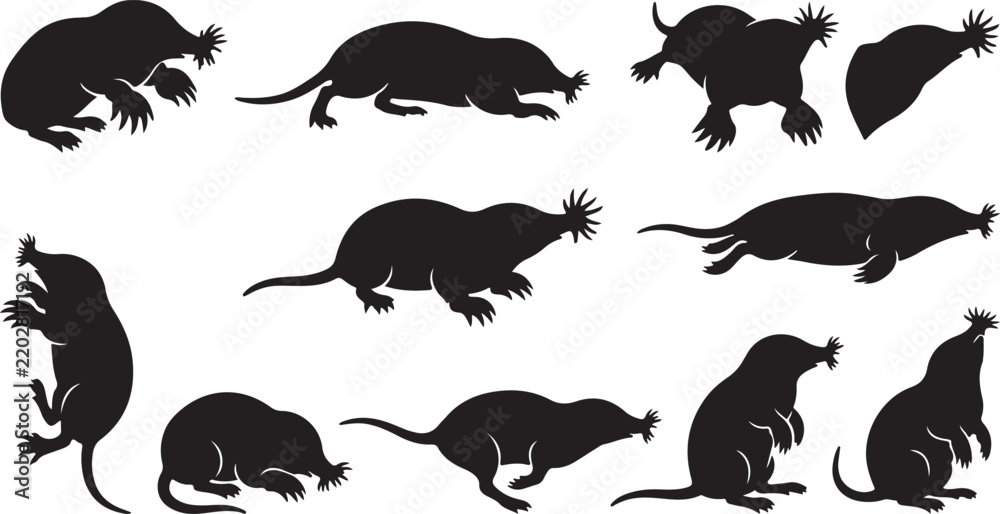 Fototapeta premium Black star nosed mole silhouettes set showing various postures crawling, digging, swimming, and standing isolated on white background.