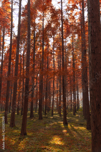 Cuadro en lienzo Sunlit Autumn Forest with Tall Trees