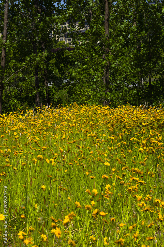 Obraz premium Yellow Wildflowers in a Green Meadow