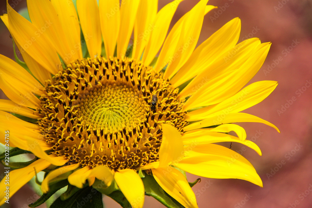 Obraz premium Close-Up of Yellow Sunflower Blossom with Bee