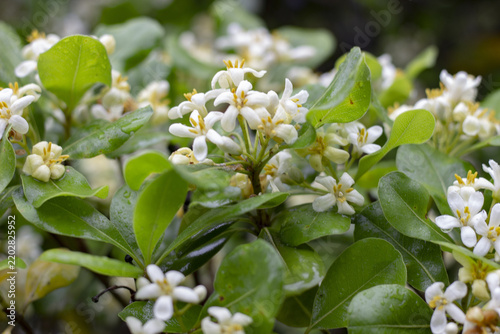White Blossoms and Glossy Green Leaves on Flowering Garden Shrub