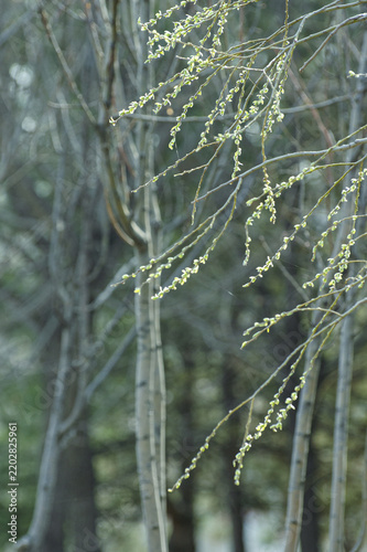 Budding Tree Branches in a Quiet Spring Forest
