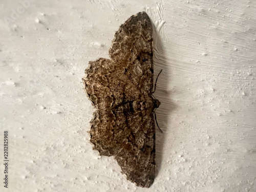 Konstfotografi Close up top down view of a brown mottled moth with bark like markings resting on a textured white wall