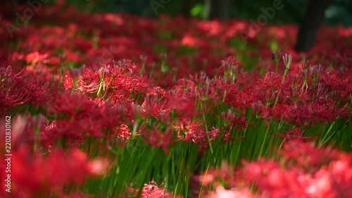 風に揺れる曼珠沙華と木漏れ日　（埼玉県日高市巾着田曼珠沙華公園）