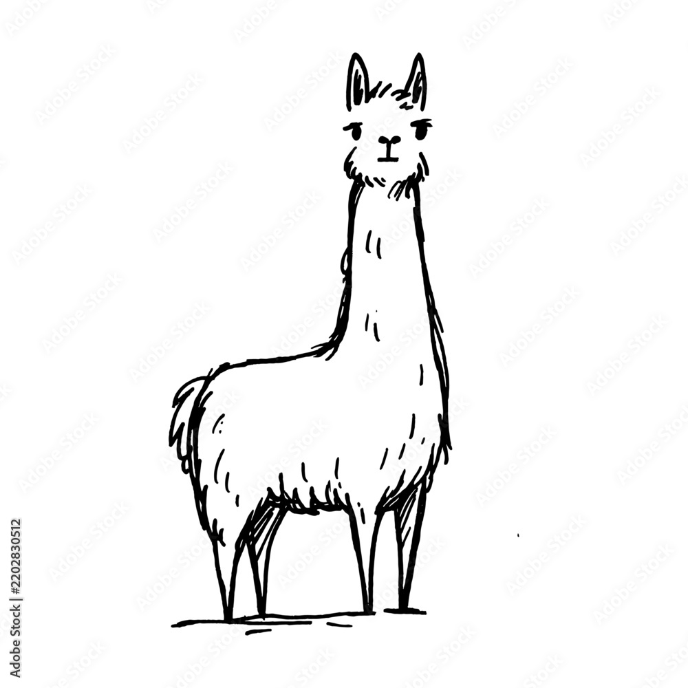 Fototapeta premium Standing llama line drawing