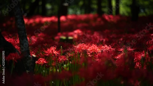 風に揺れる曼珠沙華と木漏れ日　（埼玉県日高市巾着田曼珠沙華公園）