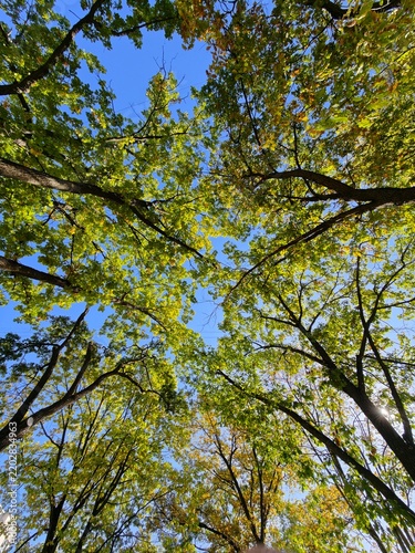 Картината върху платно A group of trees suspended in mid-air, defying gravity