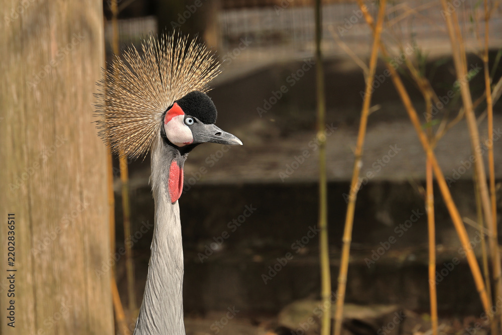 Fototapeta premium Grey Crowned Crane with Golden Crest Feathers and Bright Blue Eye in Close-up Portrait, Beekse Bergen Zoo, Rhenen, The Netherlands