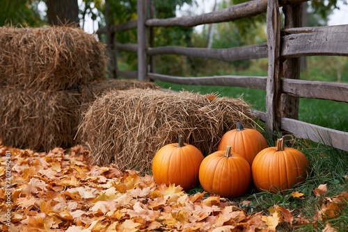 Pumpkins and hay bales by a wooden fence in autumn season