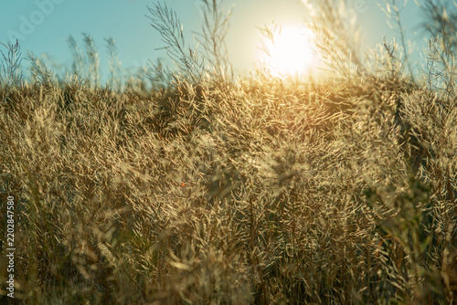 Dry wild grass and delicate seed heads illuminated by warm golden sunlight at sunset in a natural meadow. The soft backlight creates a dreamy summer atmosphere with glowing grasses